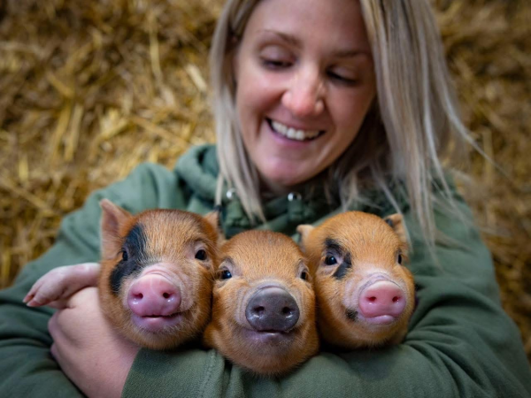 Farm Admission + Piglet Snuggling