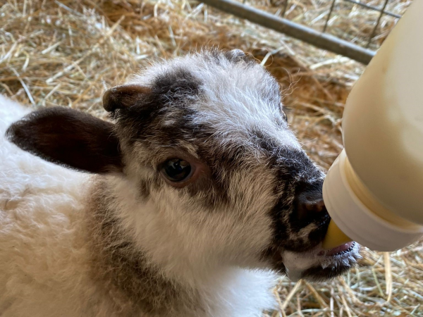 VIP Lambing Experience