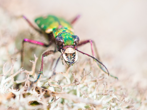 Will Hawkes Wild Walks