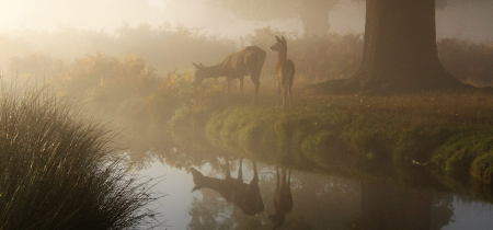 Great Wedlock Farm & Deer Park