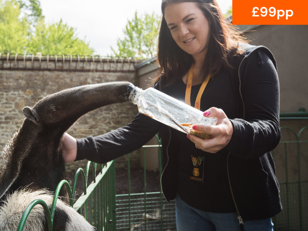 VIP GIANT ANTEATER EXPERIENCE
