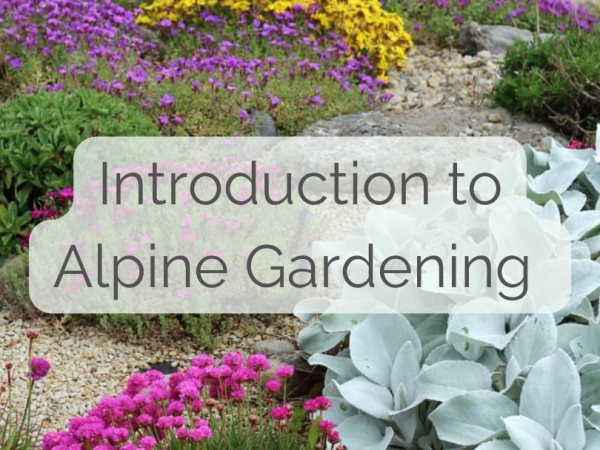 An introduction to Alpine Gardening