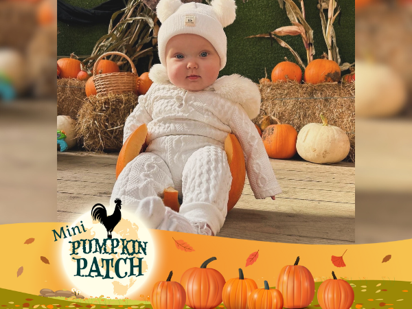 The Mini Pumpkin Patch