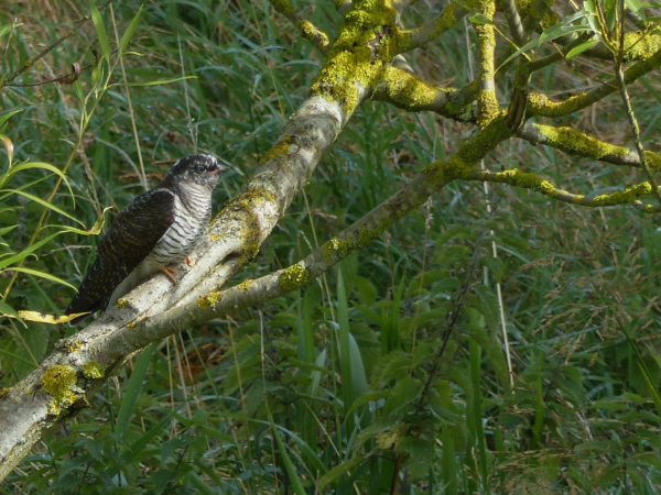 Talk: What can we learn from bird ringing?