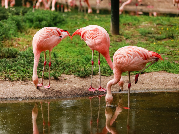Zoo Admission