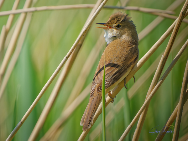 Dawn Chorus Walk (LlanellI)