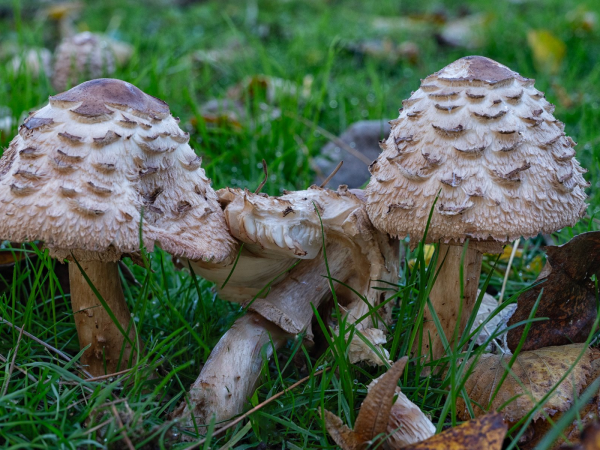 Walk & Talk: An introduction to fungi