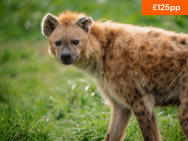 VIP WOLF AND HYENA EXPERIENCE