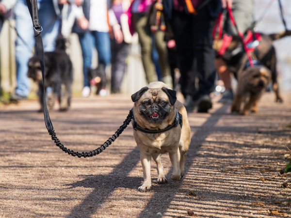 Woof Walk: Stanton Low Park 2026