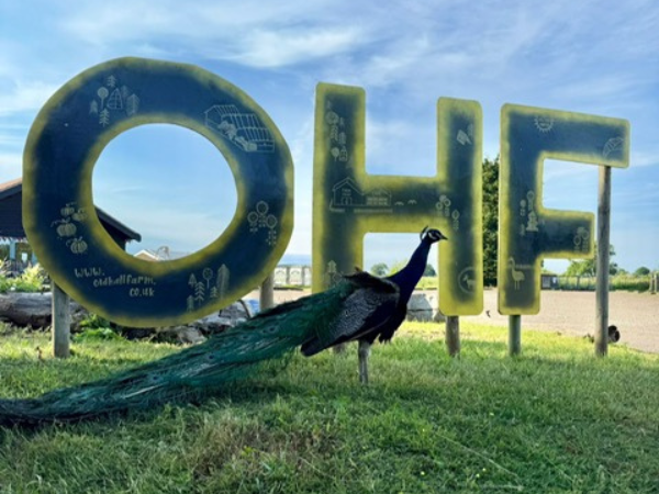 Old Hall Farm Animal Experience