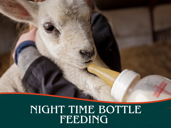 Night Time Bottle Feeding