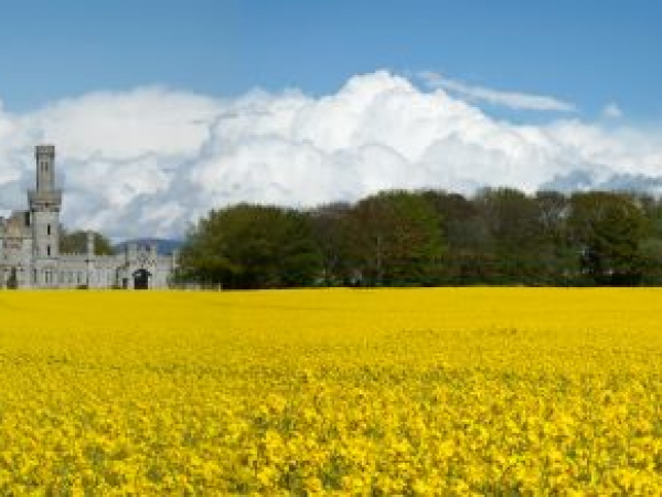 Painting with Plants by Chris Beardshaw