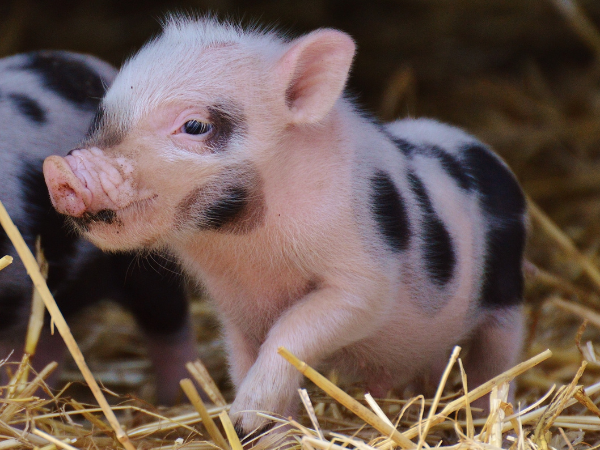 Piglet Brushing & Feeding Experience