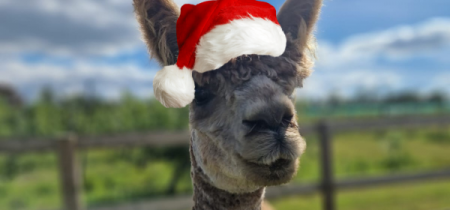 The Christmas Trail with Alpaca Experience