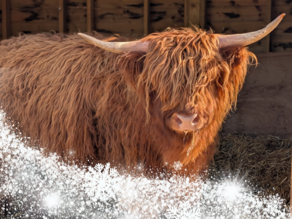 Christmas Highland Cow Experience (2-3 people)