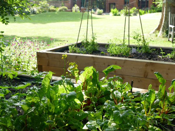 Family Fun (5-10yrs): Food and Nature, for World Earth Day