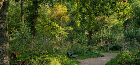 Walking Festival: Wellbeing Wander