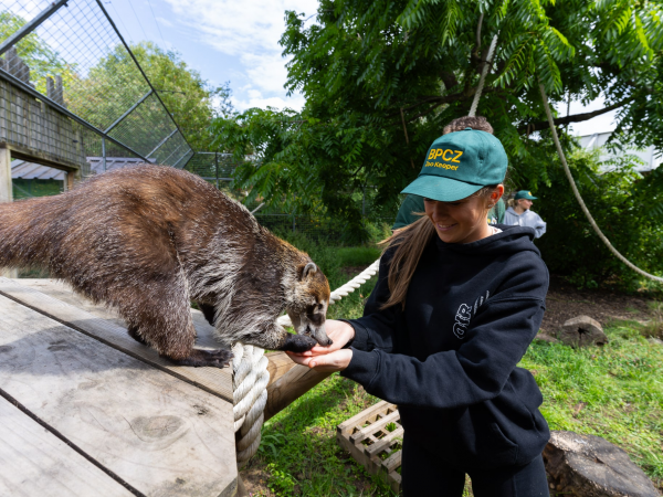 Zookeeper Experiences