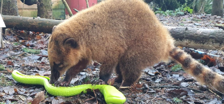 Habitat Helpers: Designing for Animal Joy