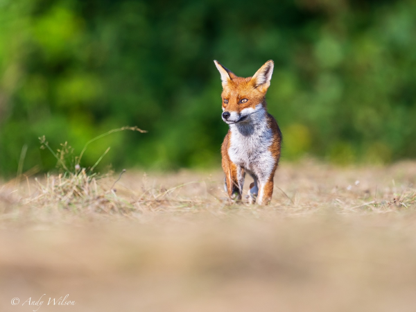 Photography: Heligan in the summer