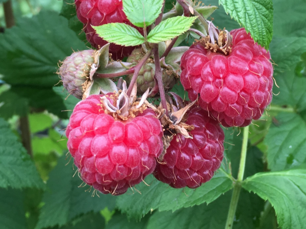 PYO Fruit & Veg