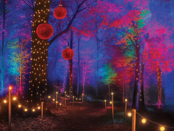 Forestlight - Enchanted Light Trail
