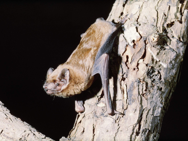 Discover Bats, Moths and  More