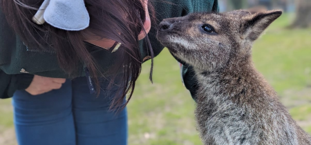 Animal Encounter - Wallabies