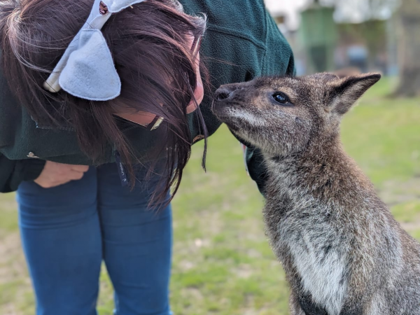 Animal Encounter - Wallabies