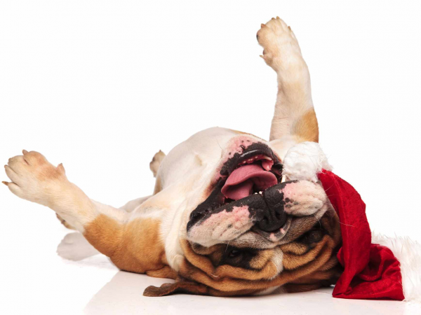 Santa Paws - Pet Grotto with Festive Woods