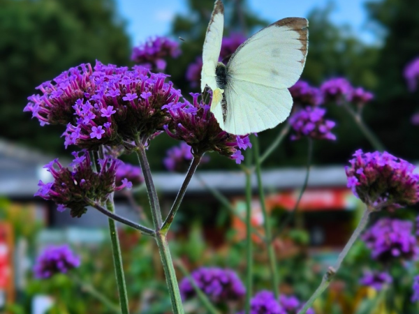 Cream Tea & Talk - Summer Colour - Wednesday 24th June