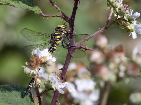 Dragonfly walk with Steve Jones