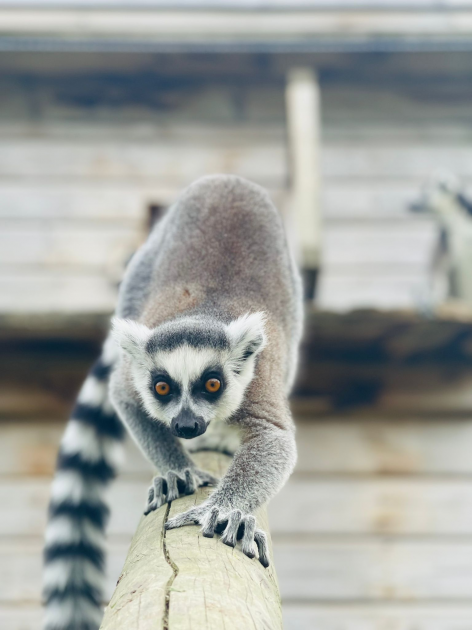 Buy Lemur Experience Tickets online - All Things Wild