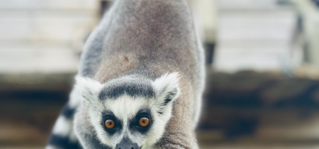 Lemur Experience