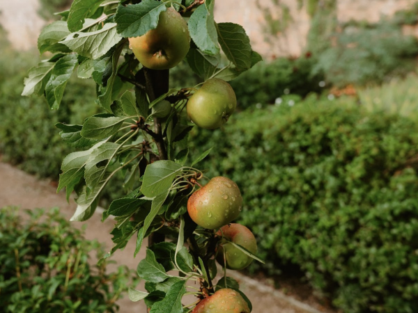 Summer Shrub & Fruit Tree Pruning Workshop
