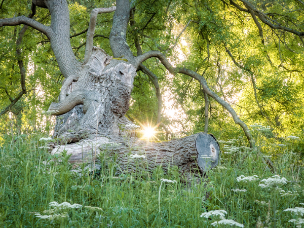 The Trees of Haddon Medieval Park