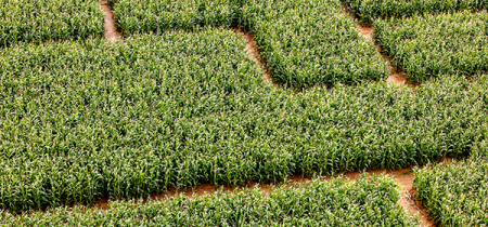 Maize Maze