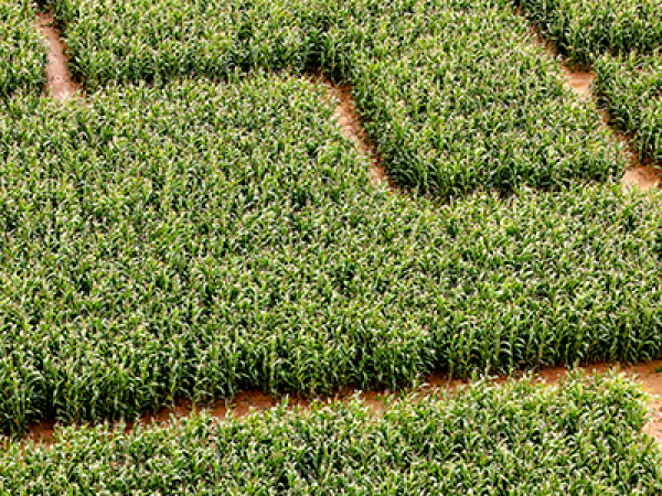 Maize Maze
