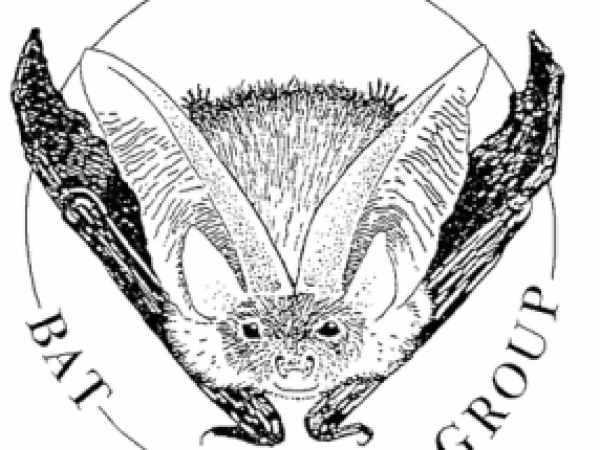 Bat Walk