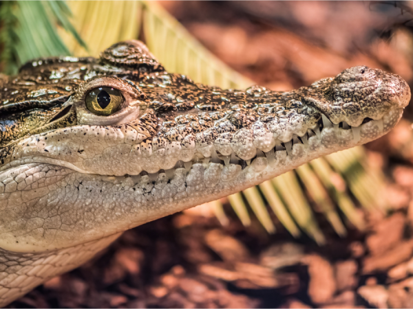 Adult Crocodile Keeper Experience