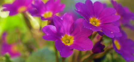 Cream Tea and Talk - Early Spring Colour