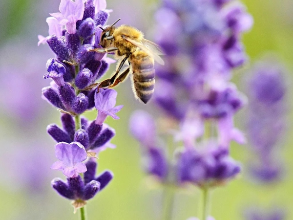 Beekeeping Course - The guide to back garden Beekeeping