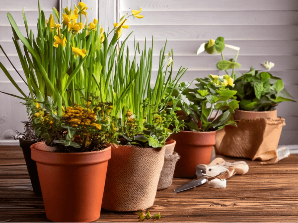 Spring Gardening Masterclass