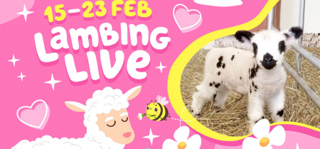 Lambing Live