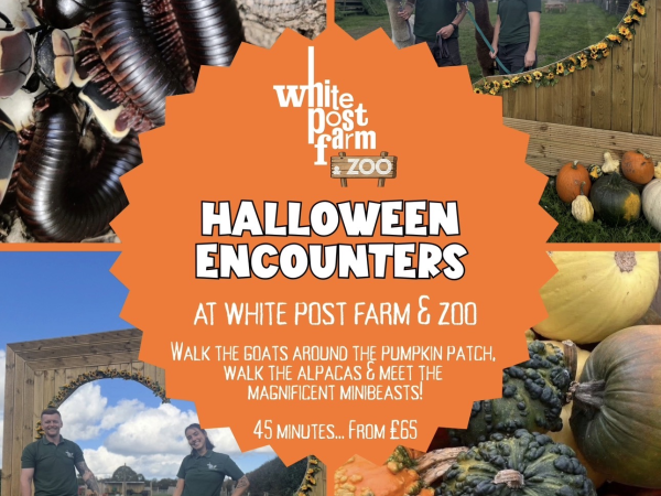 Halloween Encounter (45 mins)