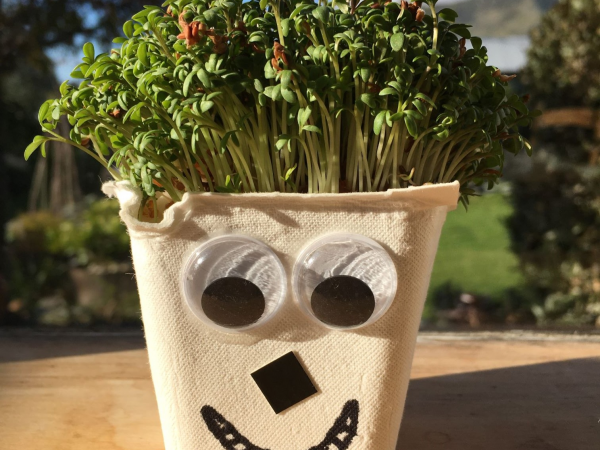 Little Acorns- Cress Heads at Woburn Sands