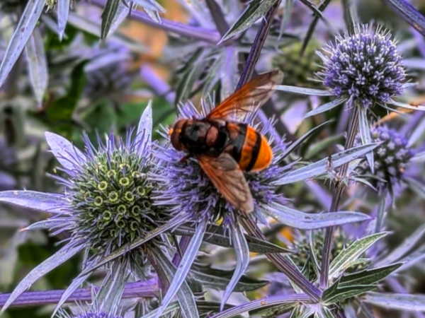 Gardening at the Palace in an Environmentally Conscious Way - A talk with Head Gardener James Cross