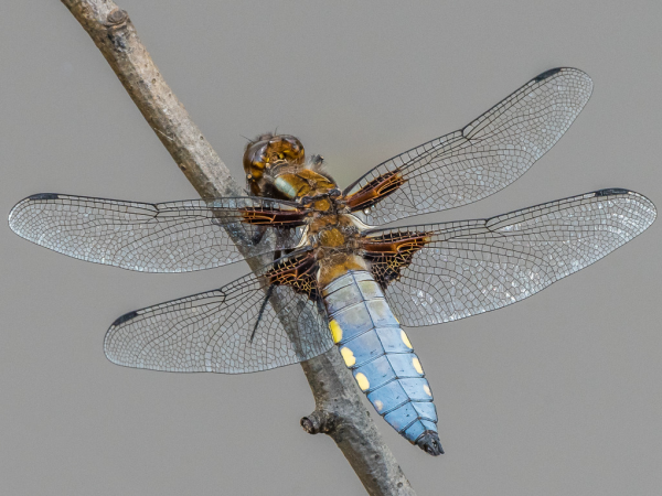 Catch The Bug For Macro Photography (Llanelli)