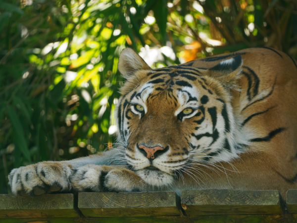 Big Cat Experience