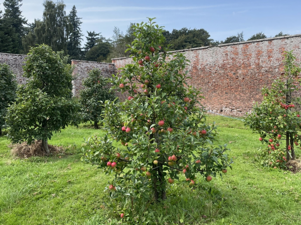 Walled Garden Workshop - Summer Fruit Tree Pruning
